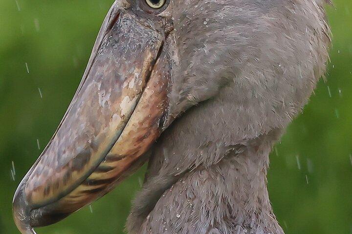 One Day Birding Mabamba Swamp