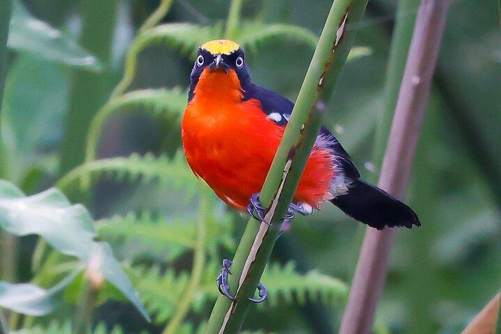 One Day Birding Mabamba Swamp