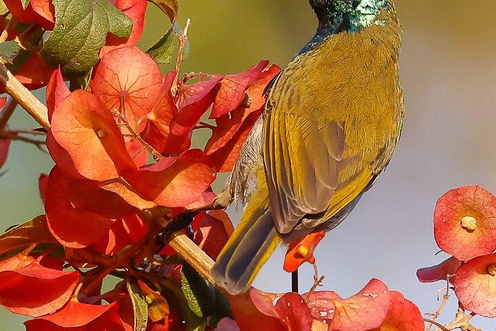 One Day Birding Mabamba Swamp