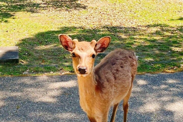 Nara Park and Fushimi Inari Exclusive Day Trip
