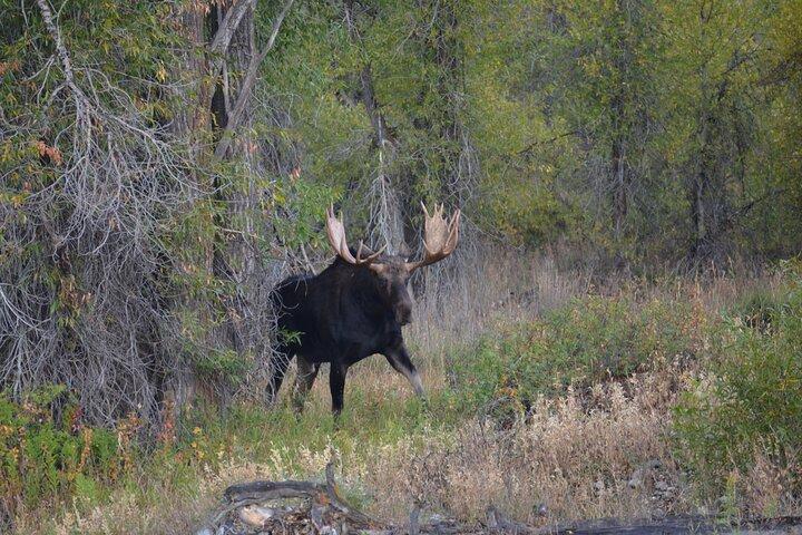 Grand Teton Sunset Tour with Wildlife Viewing and Snacks