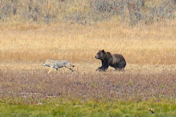 Grand Teton Sunset Tour with Wildlife Viewing and Snacks