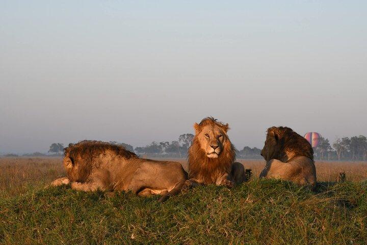 3 Days Masai Mara Kenya Big Five Private Safari