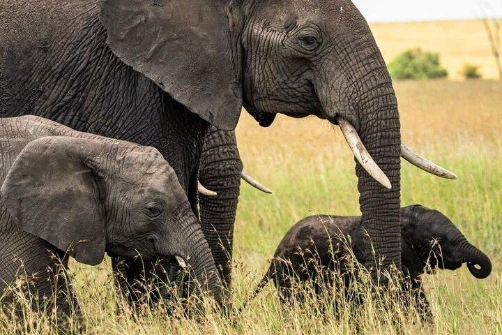 3 Days Masai Mara Kenya Big Five Private Safari