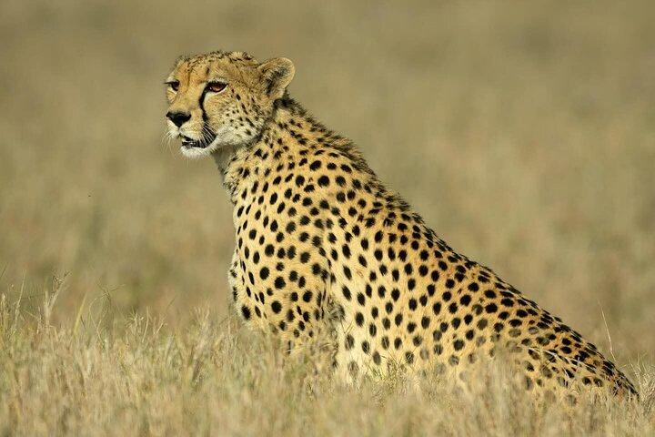3 Days Masai Mara Kenya Big Five Private Safari