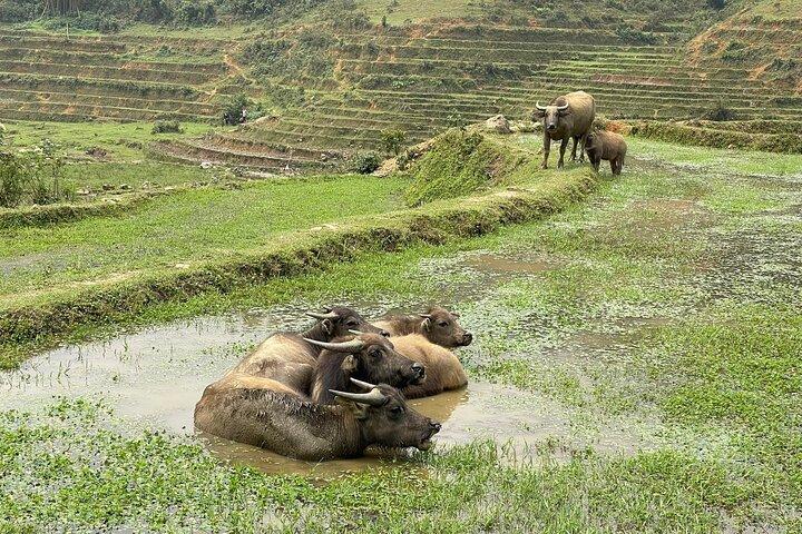 Sapa Scenic Trails: Trekking Through Terraces & Scenic Views
