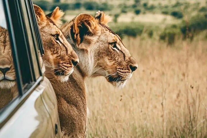 Exclusive Big Five Safari with Wine Tasting & Lunch
