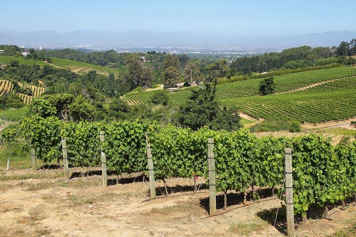 Cheetah and Wine Tour from Cape Town with Hotel Pickup and Return