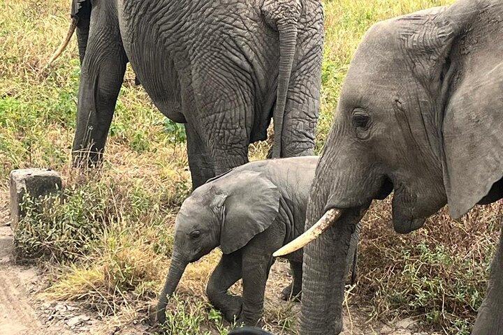 3 days Camping in Serengeti and Ngorongoro