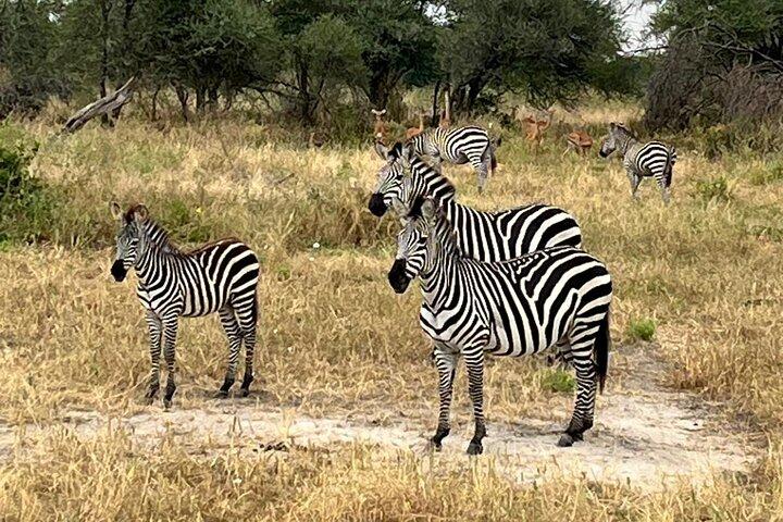3 days Camping in Serengeti and Ngorongoro