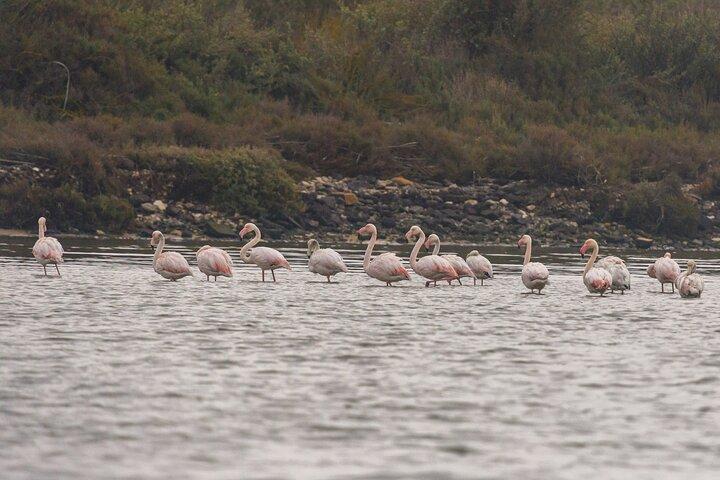 Lisbon : Birdwatching Boat Tour - Tagus Estuary