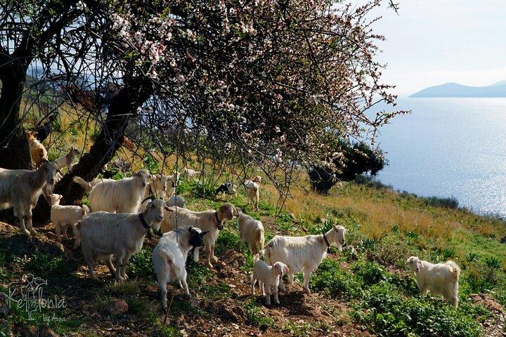 Kefalonia: 4x4 Mount Ainos & Omala Valley Premium Van Adventure