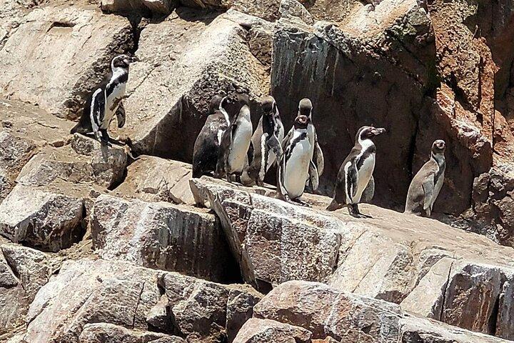 Paracas Full Day Tour to Ballestas Islands and National Reserve