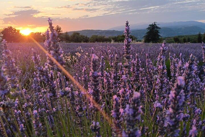 Sunset Lavender Tour