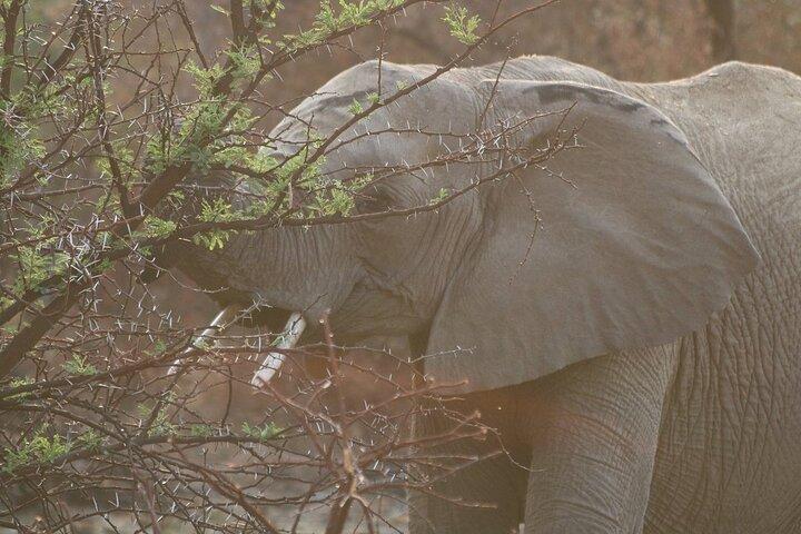 Full Day Kruger National Park Safari Tour from Hazyview