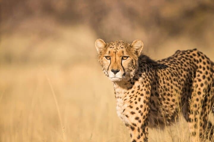 Half Day Safari Tour to Nairobi National Park