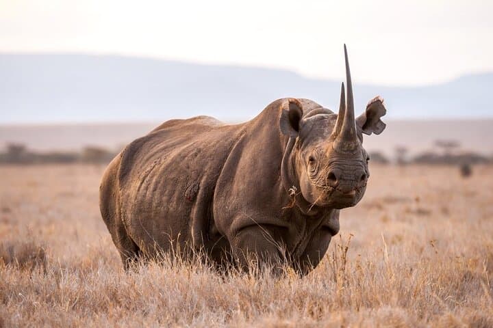 Half Day Safari Tour to Nairobi National Park