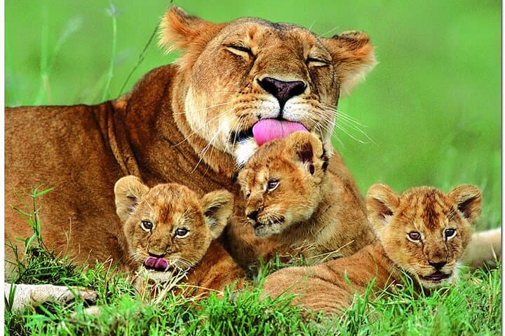 Half Day Safari Tour to Nairobi National Park