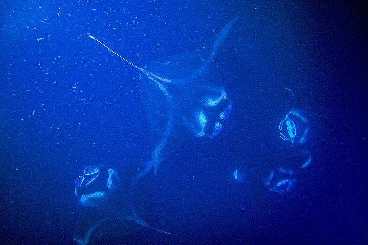 Kona Manta Ray Snorkel Tour: Guaranteed or come again free