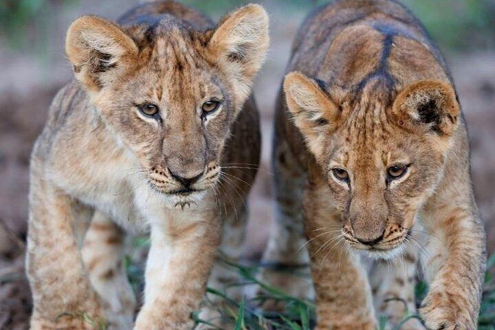 14 Day Kenya and Tanzania Safari Adventure