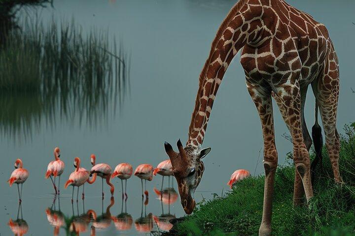 7 Day Classic Kenyan Safari