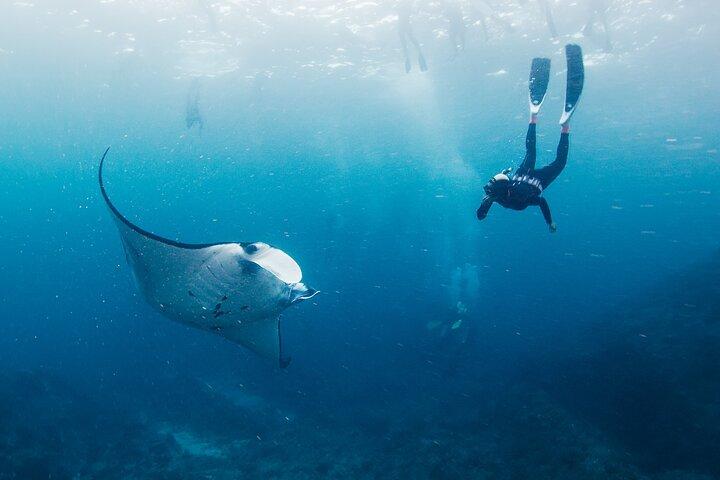 Nusa Penida Manta Point or Manta Bay Snorkeling Trip in Bali