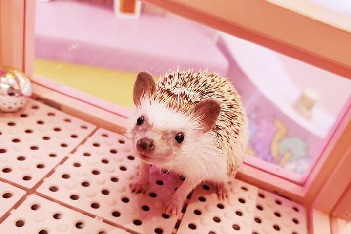 Harajuku Private Tour: Kawaii Fashion & Animal Cafe Included