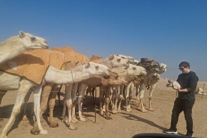 Kuwait: Half-Day City & Desert Tour with Pick-Up & Drop-Off