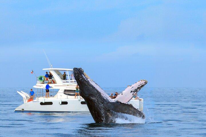 Whale Watching in Los Cabos – An Unforgettable Experience