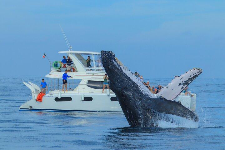 Whale Watching in Los Cabos – An Unforgettable Experience