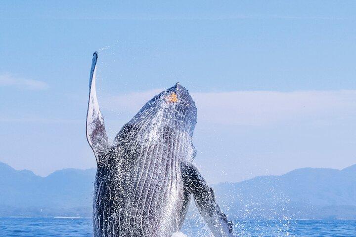 Whale Watching in Los Cabos – An Unforgettable Experience