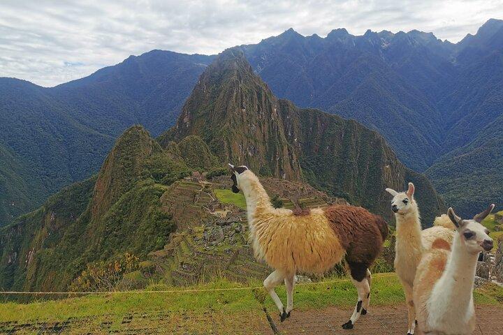 Machupicchu Full Day Tour with Vistadome Panoramic Train