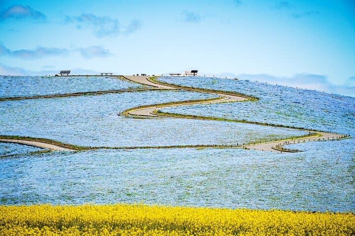 Spring Hitachi Seaside & Ashikaga Flower Park Tour from Tokyo