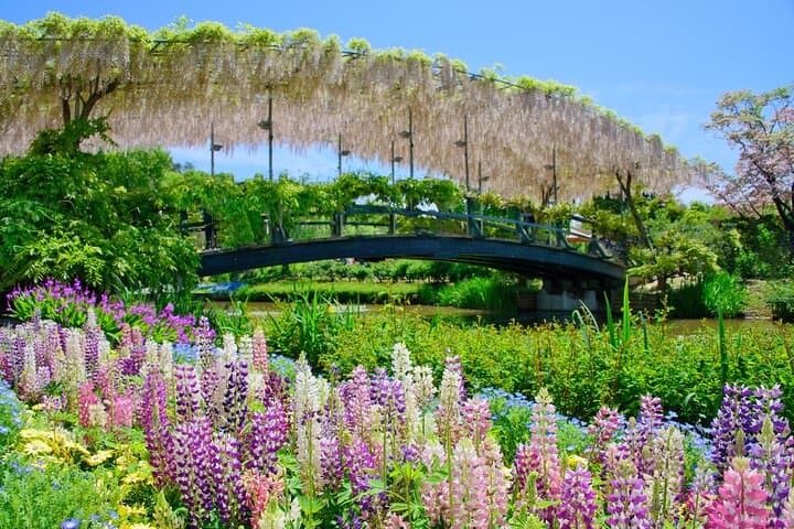 Spring Hitachi Seaside & Ashikaga Flower Park Tour from Tokyo