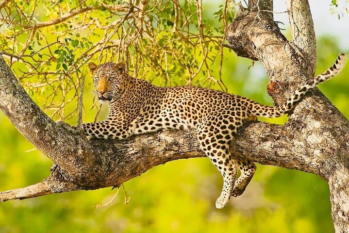 Exclusive Big Five Safari with Wine Tasting & Lunch