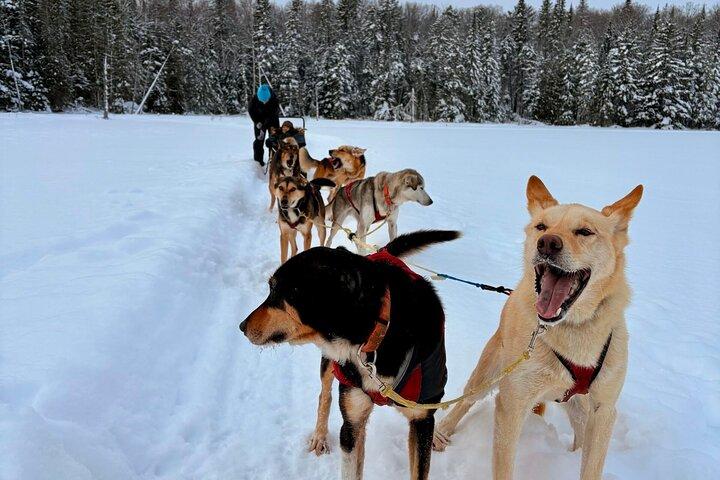 Dogsled Diable Adventure in Mont-Tremblant