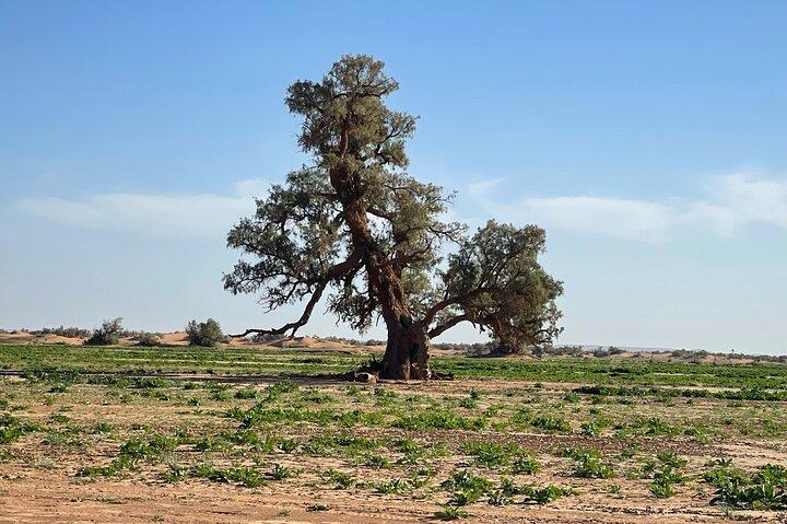 2 Days 1 Night Desert Tour to Erg Chigaga from Zagora
