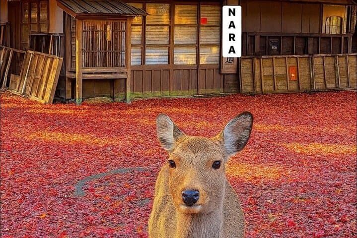 Osaka and Nara Customised World Heritage Private One Day Tour