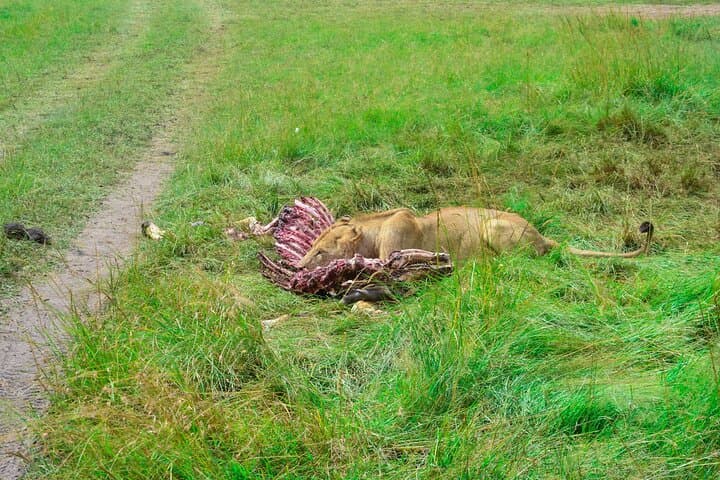 3 Days Mara Masai Group Joining Budget Safari