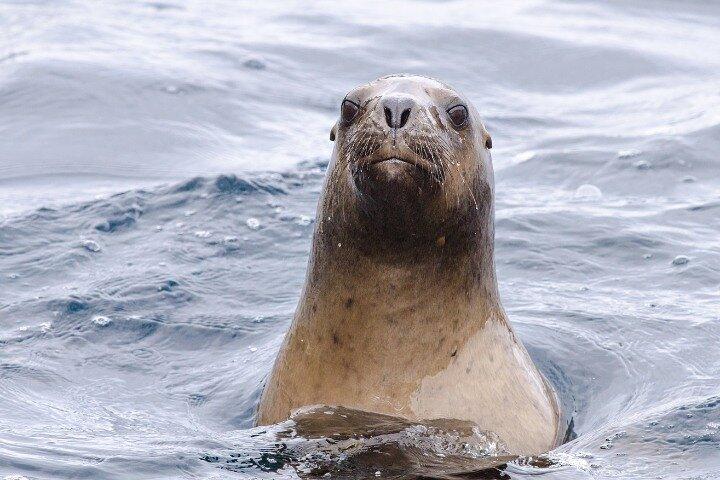 Magdalena Island Penguin Tour with Optional Marta Island Visit