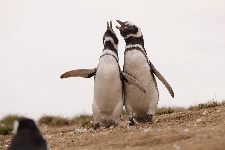 Magdalena Island Penguin Tour with Optional Marta Island Visit