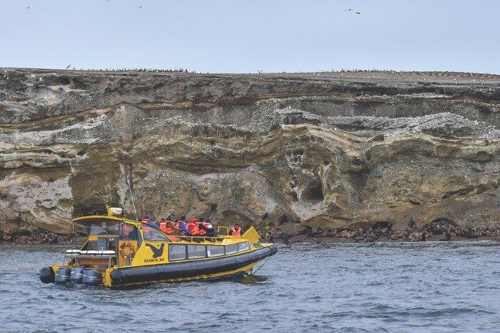 Magdalena Island Penguin Tour with Optional Marta Island Visit
