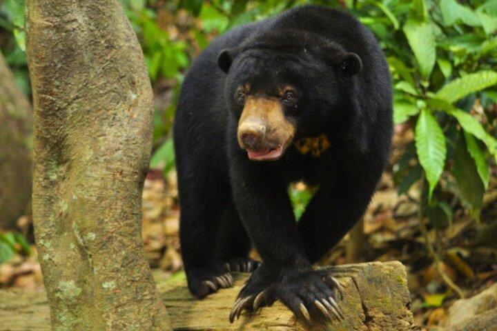 Luang Prabang Kuang Si Waterfall and Local l Craft Private Tour