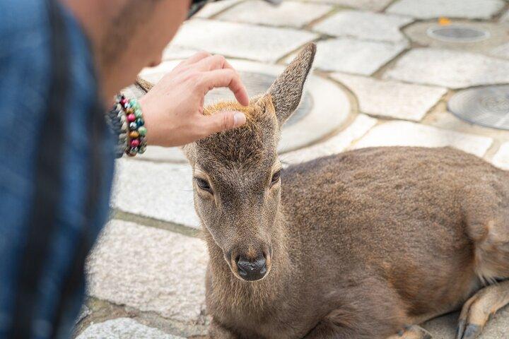 Nara Highlight Walking Tour with Furoshiki Experience with Lunch