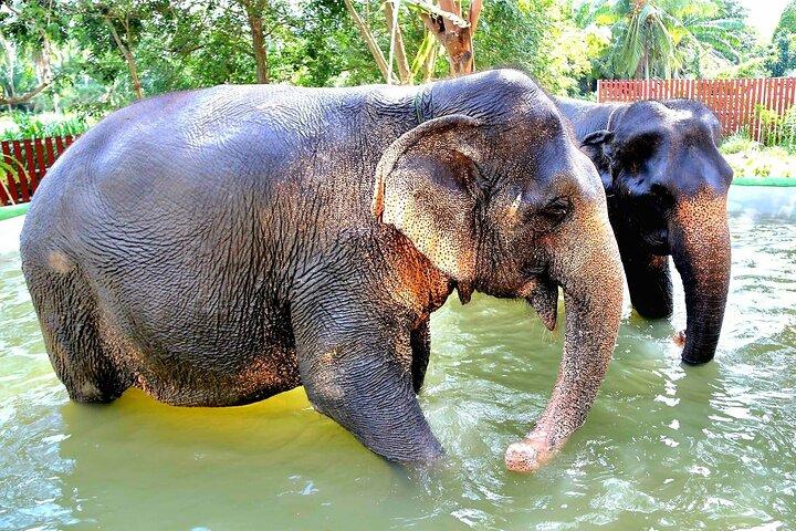 Elephant Nature Care, the largest elephant sanctuary on Koh Samui