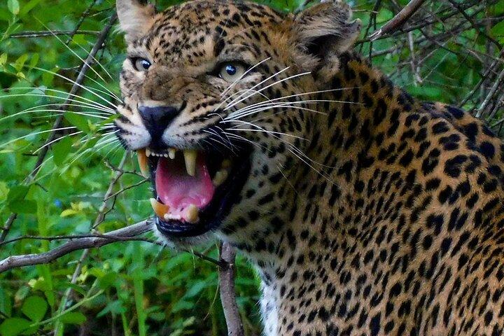 Special Leopards Safari Yala National park - 04.30 am to 11.30 am