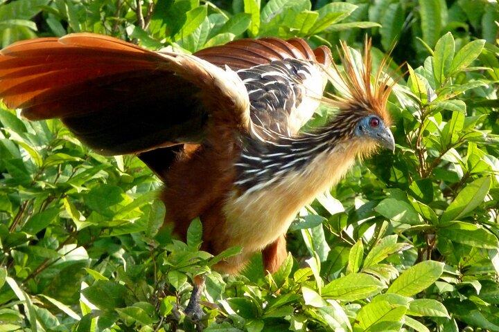 Manu National Park 4-Day Eco Tour from Cusco