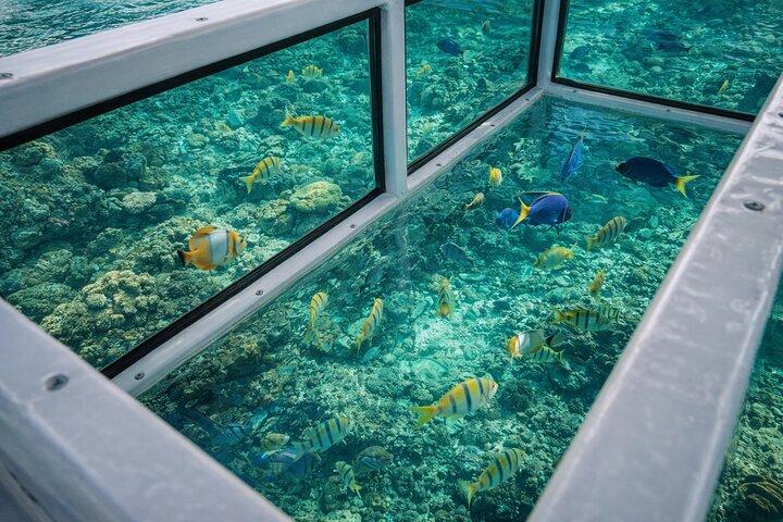 Cabo Glass Bottom Boat Arch Tour for Cruise Passengers