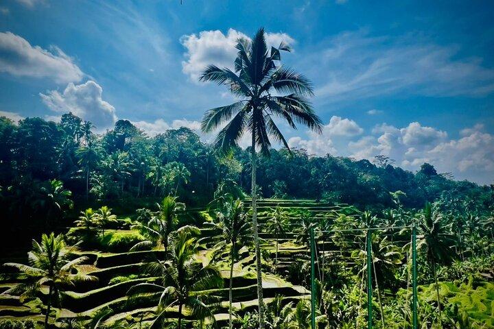Bali || Ubud Highlights Private Day Tour - All Inclusive