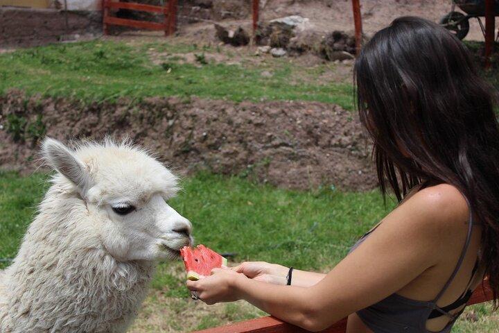 Cusco: visita el centro rescate de animales